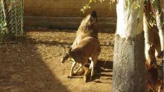 Emu trying to Mate with a Kangaroo