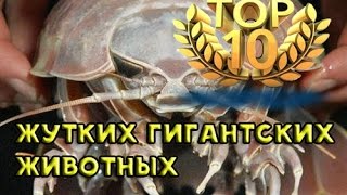 ТОП-10 жутких гигантских животных .От BRAIN TV.