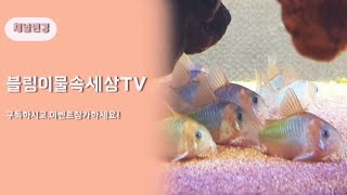 채널바꿨어요.블링이물속세상TV.이벤트도합니다.  열대어키우기ㅡ환수하는방법(똥치우기,이물질제거)