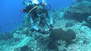 Diving Safary Bali Comodo - Russian Dive Club "OceanSpirit"
