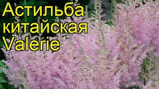 Астильба китайская Валери. Краткий обзор, описание характеристик astilbe chinensis Valerie