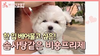 한입 베어물고 싶은 솜사탕같은 비숑프리제!