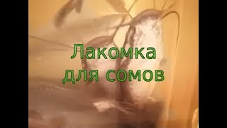 Что любит клариевый сом