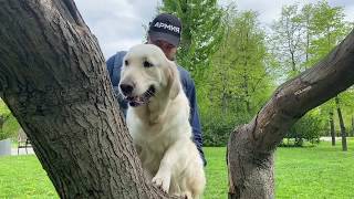 Can dogs climb trees? Ms. Alya Golden Retriever tries.Аля лазает по деревьям