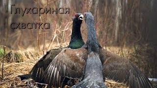 Глухариная схватка