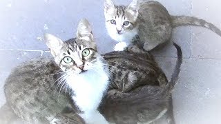 猫が子猫を生みましたと伝えに来た！♯1 驚きの展開でしたよ！