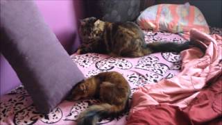 Maine coon & Somali cat