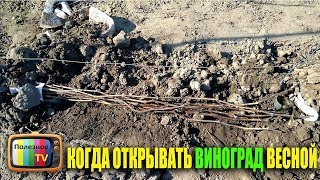 КОГДА ОТКРЫВАТЬ ВИНОГРАД ВЕСНОЙ 2019