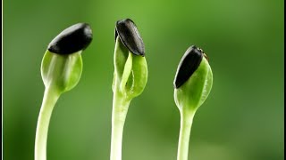 Польза ПРОРОЩЕННЫХ СЕМЯН ПОДСОЛНЕЧНИКА и как правильно их прорастить!
