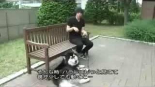 ハランになりたい　ｂｙジュンス