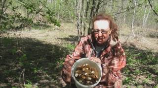 Прогулка за весенними грибами.Сморчки и строчки.Walk behind spring mushrooms.Morecki.