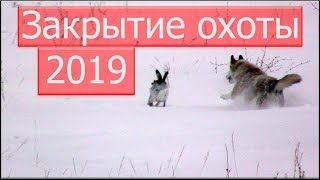 Закрытие охоты на зайца 2019./The close of hunting for a hare 2019