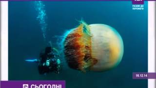 Гігантська медуза Номура потрапила в обєктив фотокамери