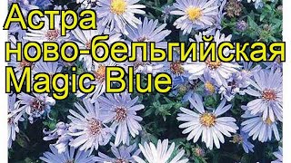 Астра новобельгийская Маджик блю. Краткий обзор, описание характеристик aster novi-belgii Magic Blue