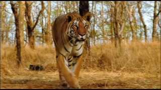 Ultimate Family of Big Cats Lion Tiger Cheetah Jaguar (HD) EPIC Fight to Save-Himanshu Singh Gurjar