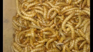 ميل ورم الحلقه رقم9 من حلقات الربع كيلو