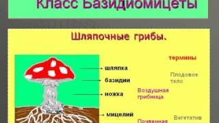 Общая характеристика грибов, их многообразие