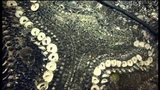 Margate Shell Grotto - Antiques Road Trip, 2013