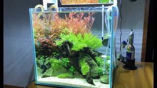 【アクアリウム】30cmキューブ水草水槽 1ヶ月経過〜