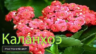 Каланхоэ уход в домашних условиях / Каланхоэ каландива