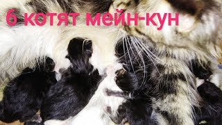Кошка МЕЙН КУН рожает Кошка родила 6 котят КОШКА НЕ МОЖЕТ РОДИТЬ САМА