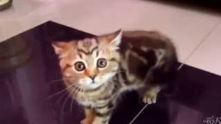 Забавный танец   Funny dance