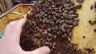 Весенняя ревизия пчелосемьи в камышовом улье
