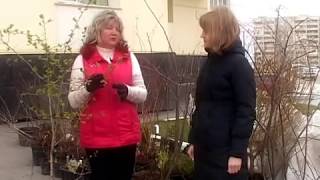 Сад камней в городе."Ивушка" Ландшафтный дизайн. Питомник. Курсы