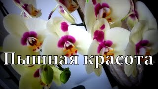 Шикарная ОРХИДЕЯ. Похвастушки=)