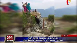 Cusco: oso andino bebé aparece en santuario de Machu Picchu