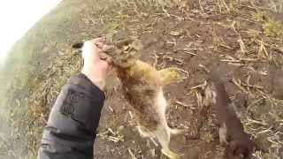 Охота на зайца - работа дратхаара со стойкой / Hare hunting - Deutsch Drahthaar pointing hare