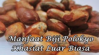Manfaat Biji Polokyo Khasiat Luar Biasa