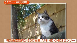ソニー α6000(カメラのキタムラ動画_SONY)