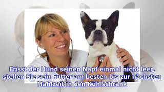 So bleibt der Hund gesund: 5 Tipps