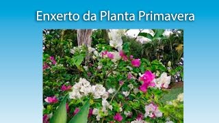 ENXERTIA DE PLANTAS E FLORES, APRENDA