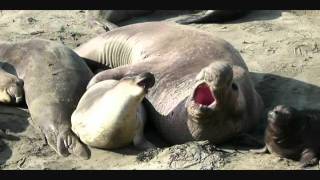 Successful Elephant Seal Mating