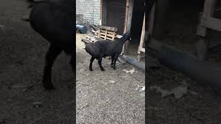 Гиссарские Овцы