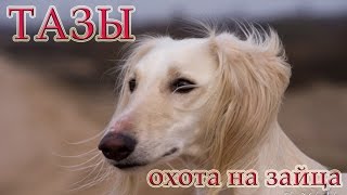 Охота на зайца с собаками национальной породы Тазы