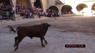 CANTAVIEJA(Te) 15-7-2016 TORO DE VICENTE DOMINGUEZ