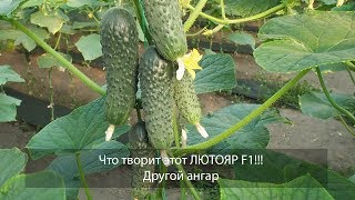 Что он творит???!!!!!!!!!