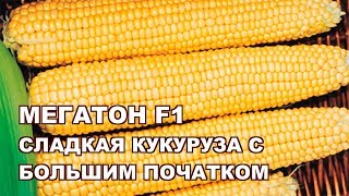 МЕГАТОН F1 - КУКУРУЗА №1 С САМЫМ БОЛЬШИМ ПОЧАТКОМ от HM-CLAUSE