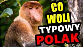 MEMY #542 - CO WOLI TYPOWY POLAK *reupload*