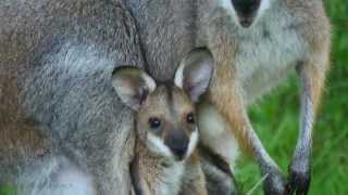 Red-necked Wallaby (Macropus rufogriseus banksianus ♀) with Joey