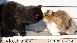 Lapochka and Begemot 2015 Siberian Farm cats, November 15, Лапочка и Бегемот 2015
