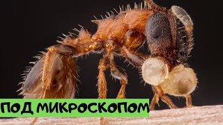 Невероятные фото, сделанные с помощью микроскопа №12 [Под микроскопом]