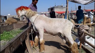 Kajla mandi mundra chatra for sale | cow mandi cow for sale | bakra mandi pakistan