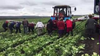Уборка салата Айсберг транспортером НОУТ-6
