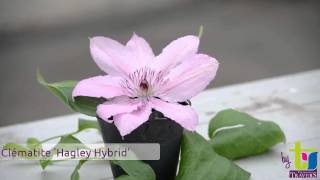 Clématite 'Hagley Hybrid' - Pépinières TRAVERS - Spécialiste des plantes grimpantes