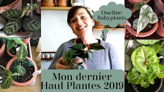 MON DERNIER HAUL PLANTES D'INTERIEUR 2019 - ONLINE BABYPLANTS