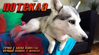 течка у хаски Капеллы и вечный вопрос о щенках